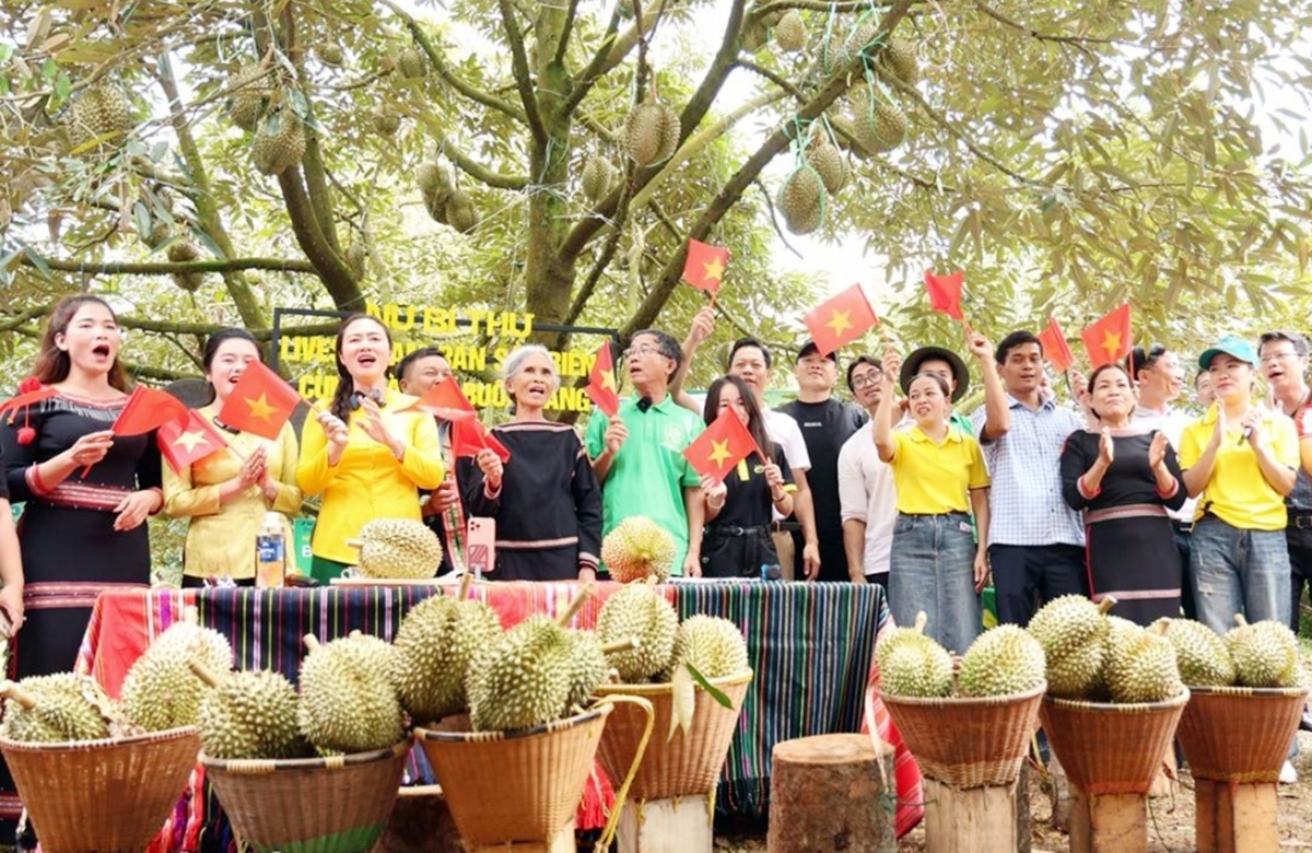 Đắk Lắk nâng tầm Lễ hội Sầu riêng 2026, kỳ vọng đón 300.000 du khách